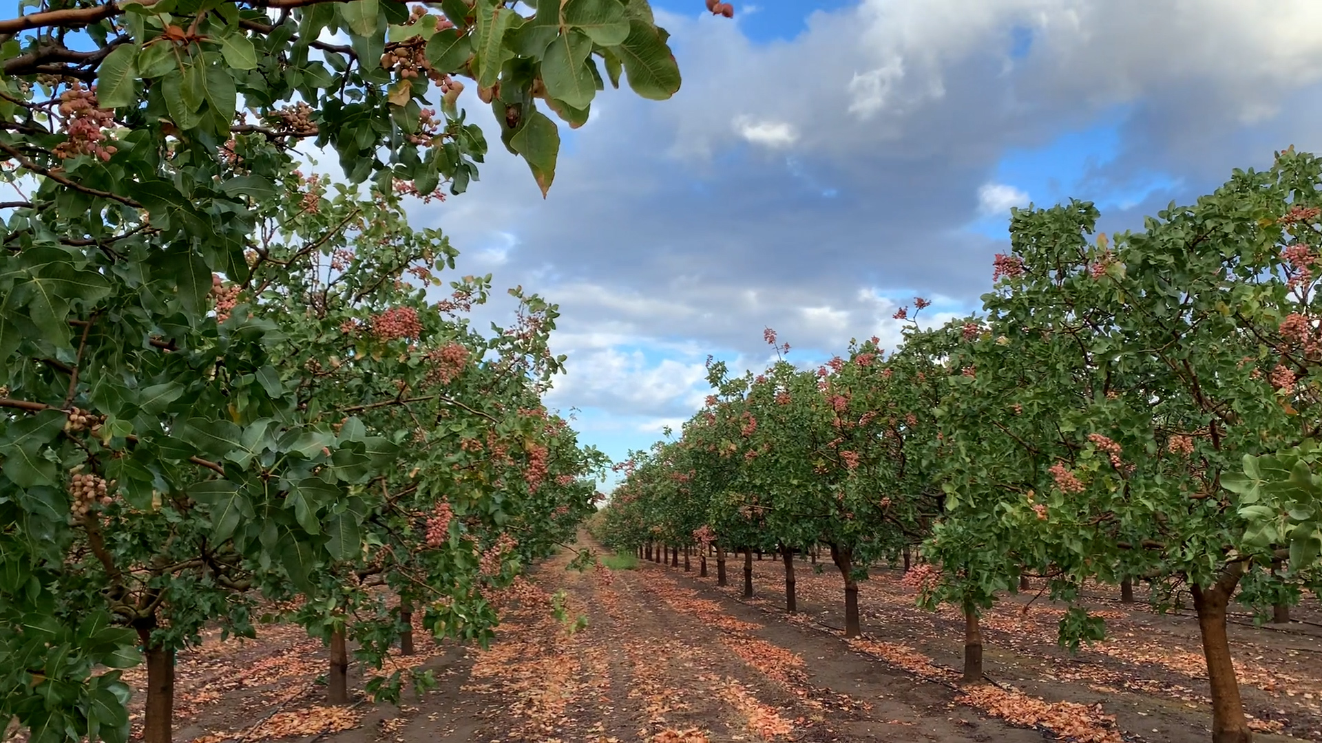 A pistachio orchard at The Specialty Crop Company in Madera, CA